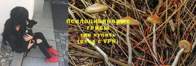 Галлюциногенные грибы Psilocybine cubensis  Высоцк 